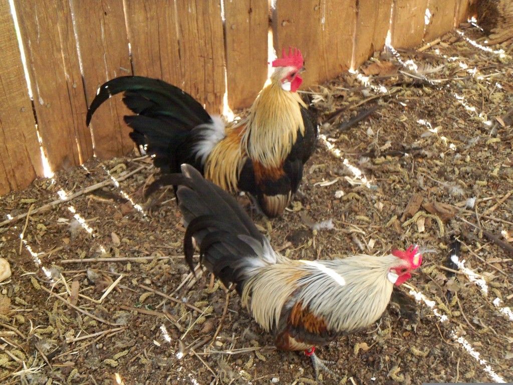 Cream Light Brown and Blue Cream The Classroom The Coop